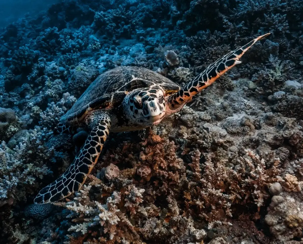 Jacques yves cousteau erfindungen