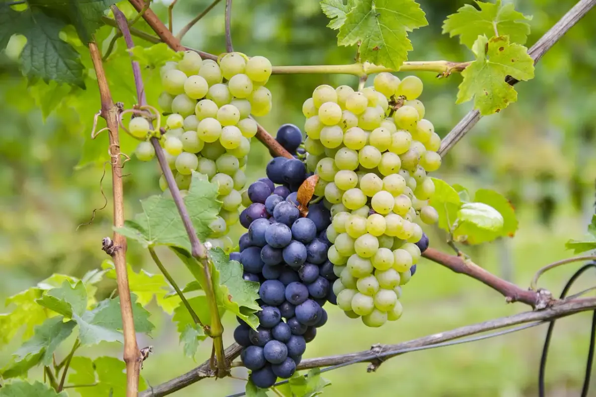 La bourgogne erfindungen