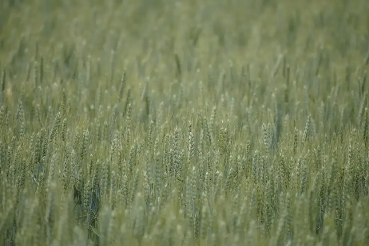 Erfindungen landwirtschaft