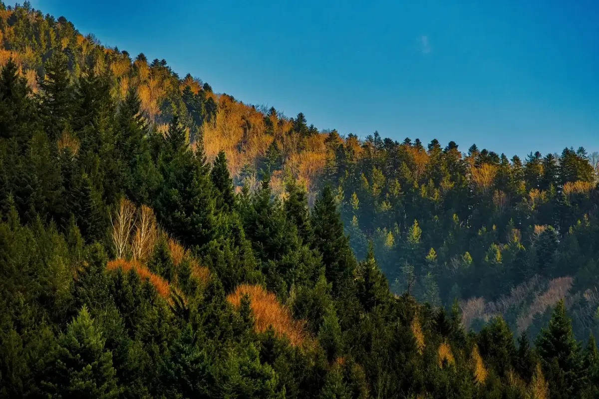 Erfindungen schwarzwald